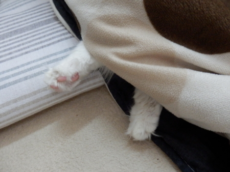 f:id:nekonohanashi:20151114125708j:image