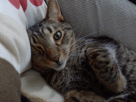 f:id:nekonohanashi:20151114155255j:image