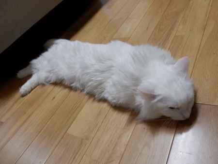 f:id:nekonohanashi:20151114201521j:image