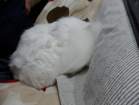 f:id:nekonohanashi:20151119194437j:image