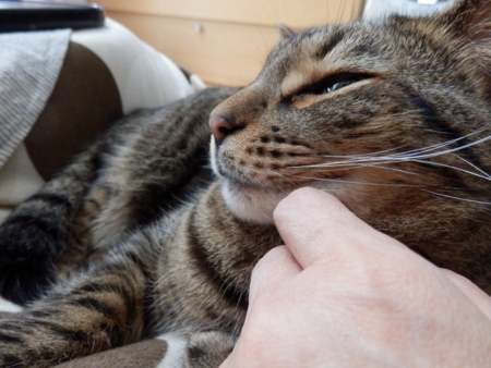 f:id:nekonohanashi:20151211082912j:image f:id:nekonohanashi:20151211082912j:image