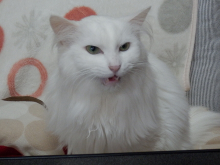 f:id:nekonohanashi:20151213101000j:image