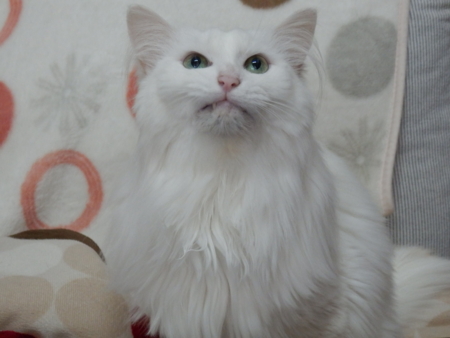 f:id:nekonohanashi:20151213101008j:image