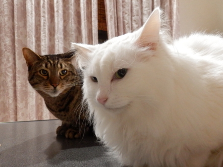 f:id:nekonohanashi:20151218034753j:image
