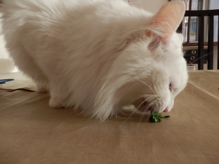 f:id:nekonohanashi:20151218153008j:image