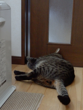 f:id:nekonohanashi:20151227080303j:image