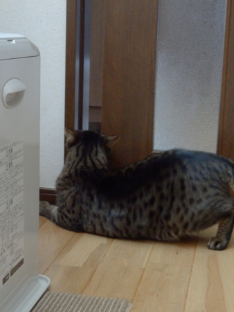 f:id:nekonohanashi:20151227080331j:image
