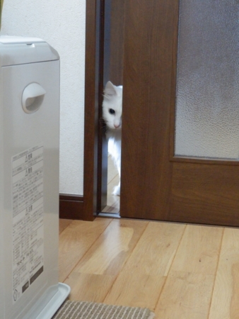 f:id:nekonohanashi:20151227080339j:image