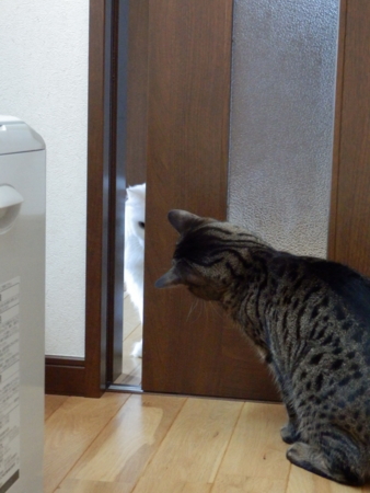 f:id:nekonohanashi:20151227080352j:image