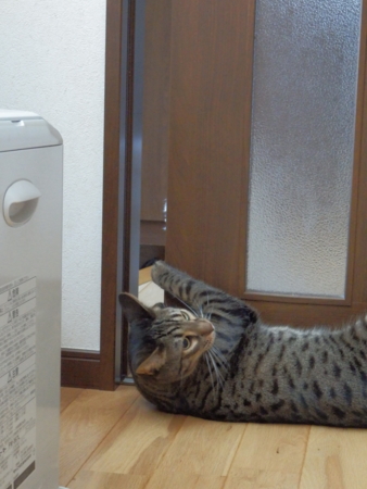 f:id:nekonohanashi:20151227080357j:image