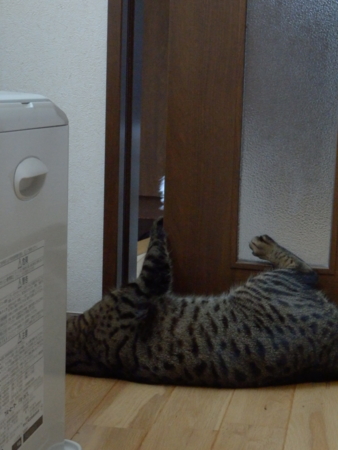 f:id:nekonohanashi:20151227080403j:image