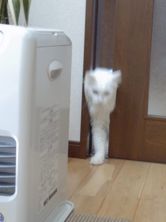 f:id:nekonohanashi:20151227080422j:image