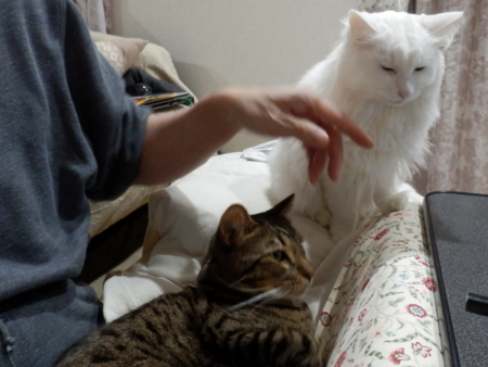 f:id:nekonohanashi:20151228205122j:image