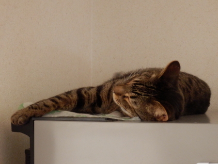 f:id:nekonohanashi:20151231131520j:image