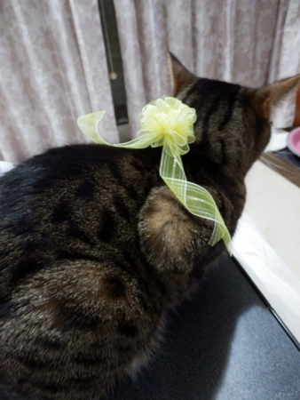 f:id:nekonohanashi:20160228042055j:image