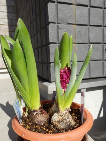 f:id:nekonohanashi:20160301141012j:image