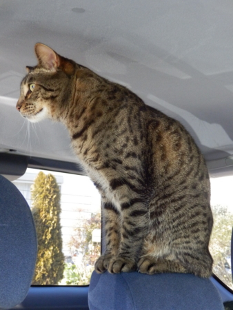 f:id:nekonohanashi:20160301143747j:image