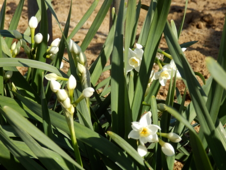 f:id:nekonohanashi:20160301144005j:image