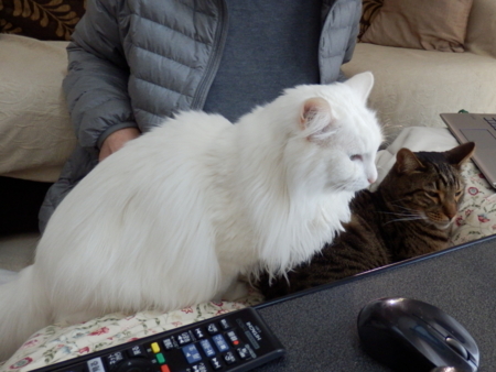 f:id:nekonohanashi:20160304073254j:image