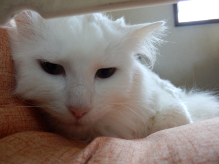 f:id:nekonohanashi:20160420090718j:image
