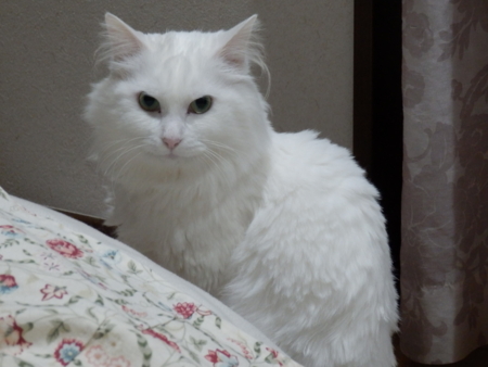 f:id:nekonohanashi:20160421224013j:image