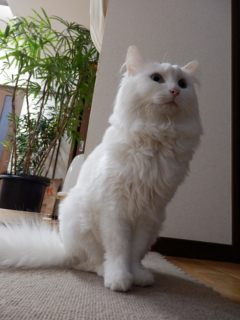 f:id:nekonohanashi:20160506204244j:image