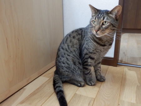 f:id:nekonohanashi:20160513074548j:image f:id:nekonohanashi:20160513074548j:image
