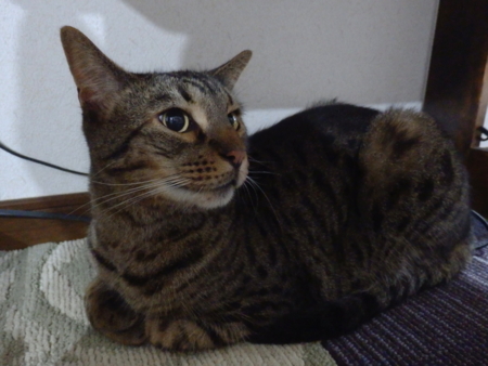 f:id:nekonohanashi:20160623220158j:image