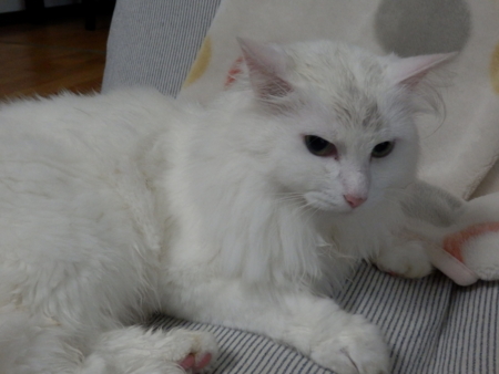 f:id:nekonohanashi:20160625062639j:image