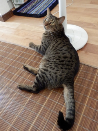 f:id:nekonohanashi:20160801132657j:image