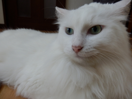 f:id:nekonohanashi:20160804072405j:image