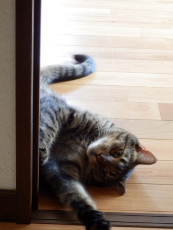 f:id:nekonohanashi:20160809125523j:image