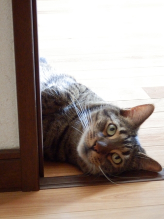 f:id:nekonohanashi:20160809125539j:image