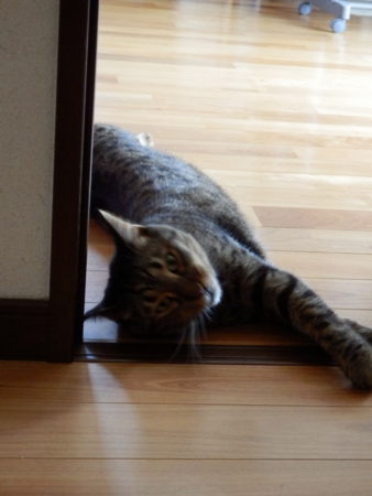 f:id:nekonohanashi:20160809125606j:image