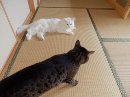 f:id:nekonohanashi:20160910140938j:image