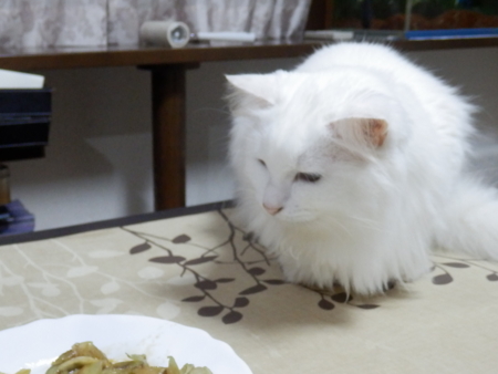 f:id:nekonohanashi:20160927062615j:image