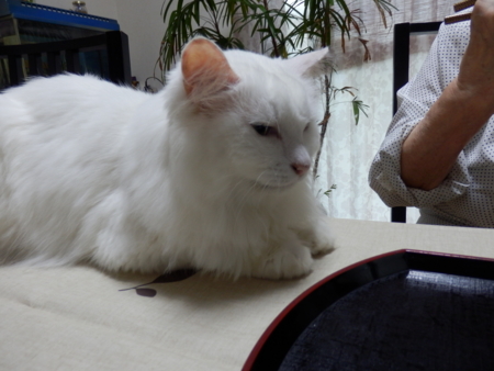 f:id:nekonohanashi:20160929063933j:image