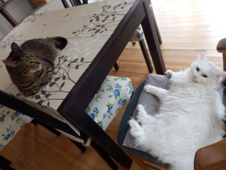 f:id:nekonohanashi:20161009074511j:image