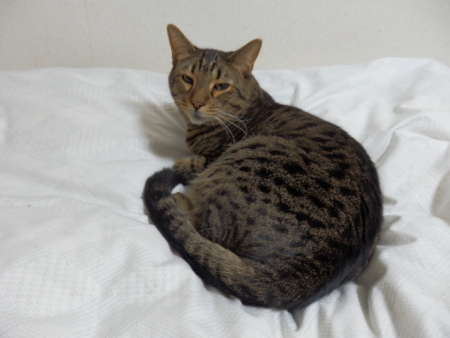 f:id:nekonohanashi:20161009212920j:image