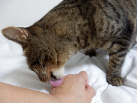 f:id:nekonohanashi:20161009213016j:image