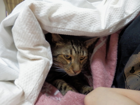 f:id:nekonohanashi:20161010080843j:image