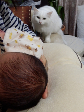 f:id:nekonohanashi:20161030231320j:image