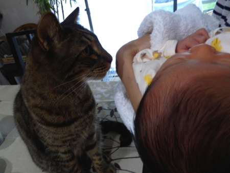 f:id:nekonohanashi:20161031071156j:image