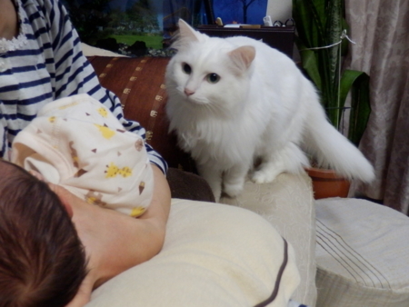f:id:nekonohanashi:20161111232232j:image