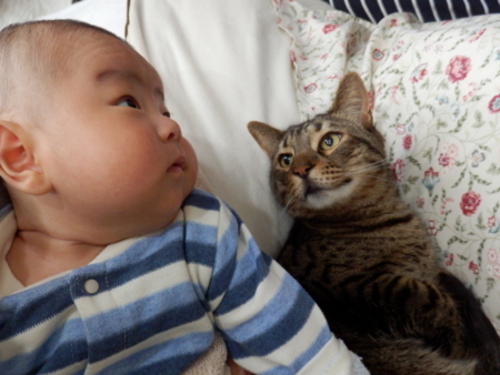 f:id:nekonohanashi:20170108075542j:image