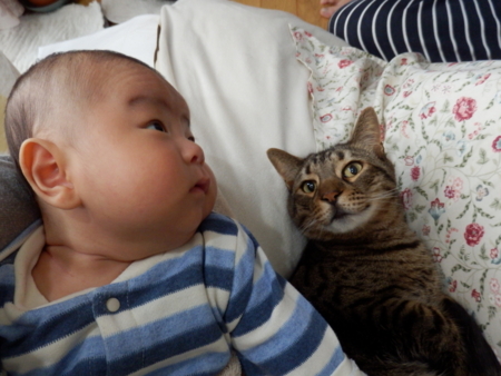 f:id:nekonohanashi:20170108075544j:image