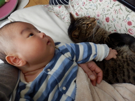 f:id:nekonohanashi:20170108075628j:image