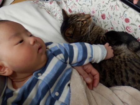 f:id:nekonohanashi:20170108075631j:image