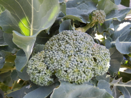 f:id:nekonohanashi:20170115140126j:image