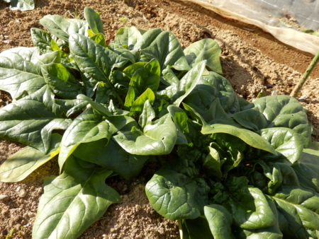 f:id:nekonohanashi:20170115140131j:image